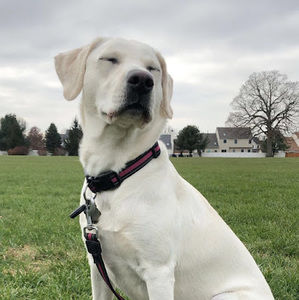 Meet your Posher, Caroline